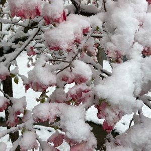 Meet your Posher, Sharon